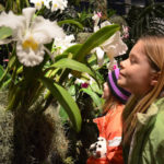 Missouri-Botanical-Garden-Orchid-Show