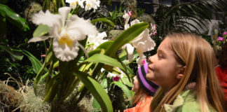Missouri-Botanical-Garden-Orchid-Show
