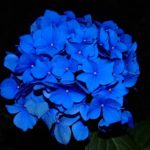 hydrangea-blossom-bloom-flower-53135