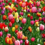 tulips-bed-colorful-color-flowers