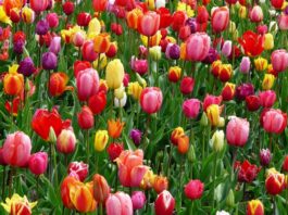 tulips-bed-colorful-color-flowers