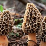 Morel-mushrooms