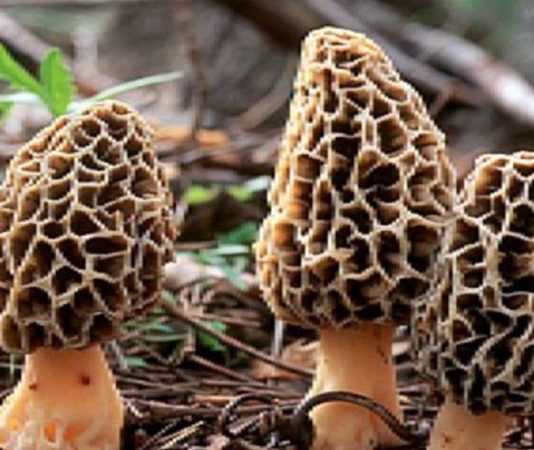 Morel-mushrooms