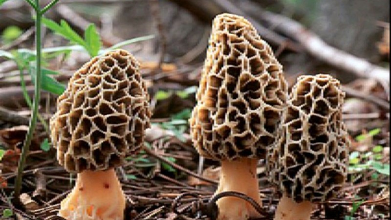 Morel-mushrooms