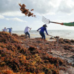 Sargassum_Seaweed