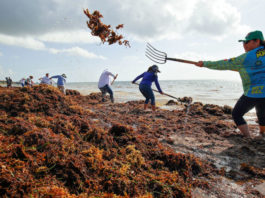 Sargassum_Seaweed