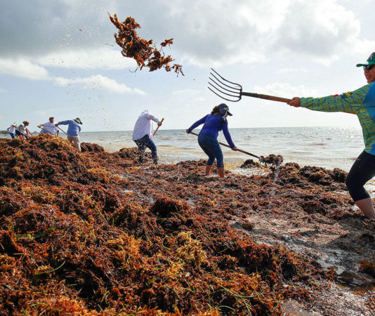 Sargassum_Seaweed