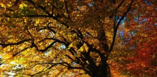 autumn-mood-colorful-edge-of-the-woods-35778