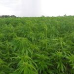 hemp-farm