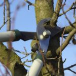 fruit-tree-pruning