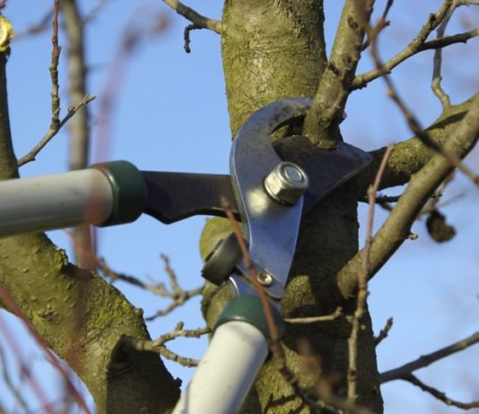 fruit-tree-pruning
