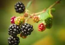 blackberry-wine