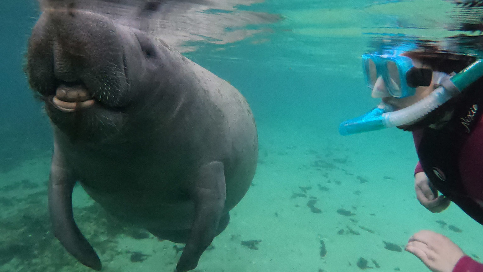 Manatees And Amazing Food Await In Florida Y'all
